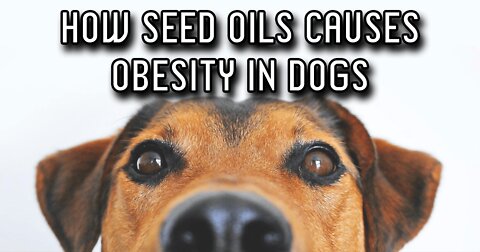 David Gornoski, Tucker Goodrich on How Seed Oils Causes Obesity in Dogs