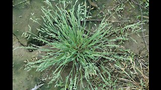 Ripping out weeds