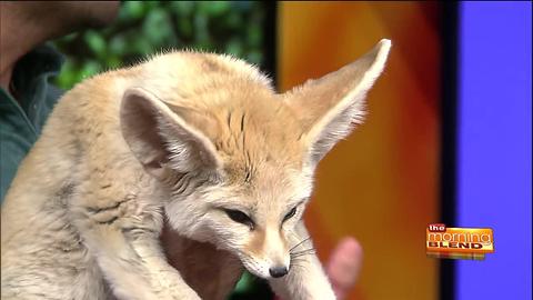 Fun for Tucson’s “party animals” at Brew at the Zoo