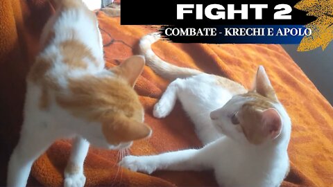 🥊 ✅[FIGHT #2] Krechi e Apollo-🐱💖Gatos Engraçados no COMBATE- [PETS BRAGA]