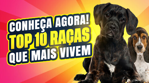 TOP 10 RAÇAS DE CACHORRO QUE VIVEM MAIS 🐶🐶🐶🐶🐶🐶