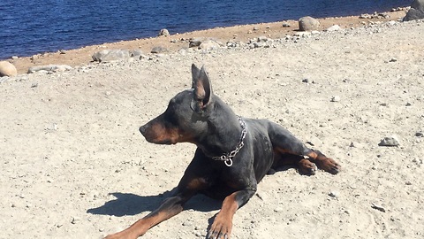 Go Pro on Diesel the Doberman