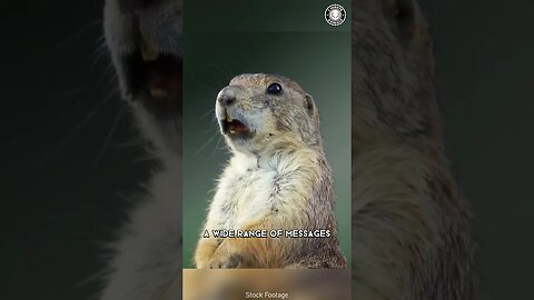 Prairie Dog 🐿️ The Truth Behind Their Screams!