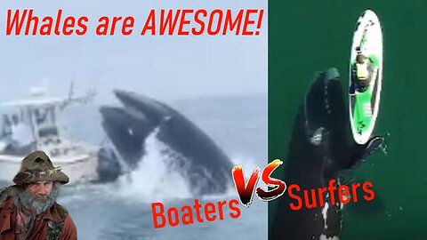 WHALES 101: Don't go to sea without knowing what you're up against.. unless you're a surfer..