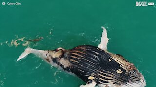 Des requins et des crocodiles dévorent une baleine à bosse