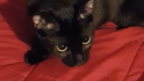 Man Teaches Cat To Make His Bed By Using A Laser Pointer