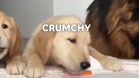 German Shepherd Reviews Food With Puppies