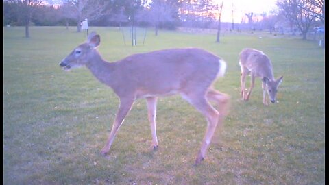 Deer Cams #022