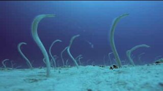 Enguias dançam no fundo do mar nas Maldivas