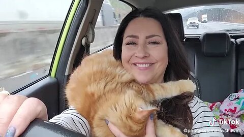 Maine Coon Kitten Riding with Henry