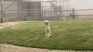 Two-legged dog climbs stairs with a wag in her tail