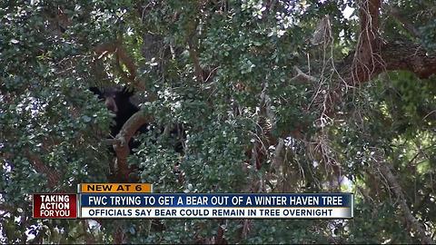 FWC monitoring bear in Polk County neighborhood