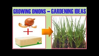 Gardening Ideas - How to Grow Onions at Home