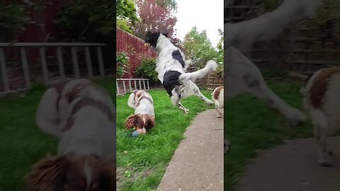 Mollie does a Spinning Jump