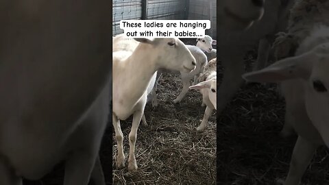 Mama ewes hanging out with their lambs #lambs #sheep #sheepfarming