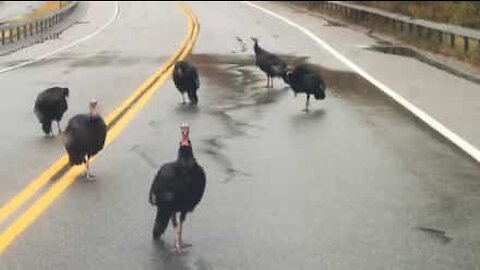 Gang of wild turkeys block US highway