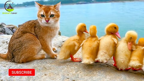 Funny Captain Cat: Leading the ducklings to find treasures, which contain delicious food.