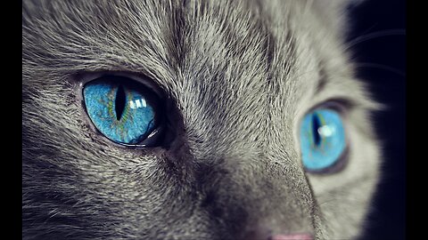 Sounds that attract cats - Meow to make cats come to you-2023