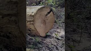 KNIFE THROWING w/ Shed Knives! #shorts #shedknives