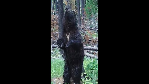 Mama bear with cubs using tree to scratch her back