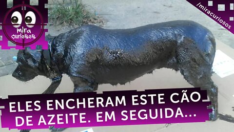 Eles encheram este cachorro de azeite e passaram uma espátula. 5 horas depois, eles não podem...