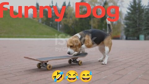 Funny 🐕 dog😅😂🤣