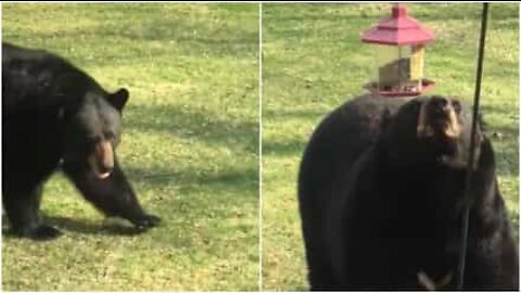 Orso invade giardino e mette tutto sottosopra