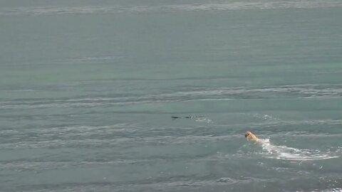 Yellow Labrador Fetching Stick in Waves