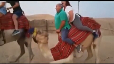 Funny video with camel