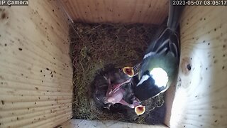 Livecam nest box