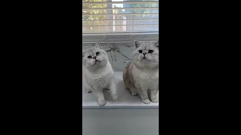 Cat Dancing