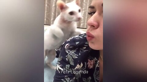 Funniest Animals 😂 New Funny Cats and Dogs Videos 😻🐶