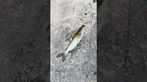 Last fish of the day! Channel catfish! #fishing #outdoors #nature