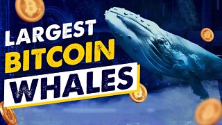 Bitcoin Billionaires 2022! Who are the Largest Bitcoin Whales?