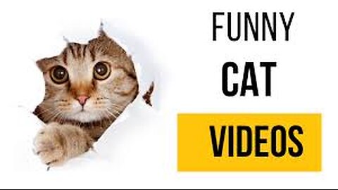 Funny Dogs And Cats Videos 2024 😅 - Best Funniest Animal Videos