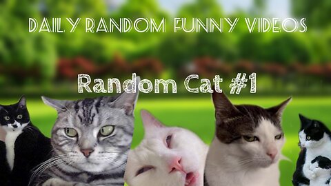 Funny Cat - Daily Random Videos 2024