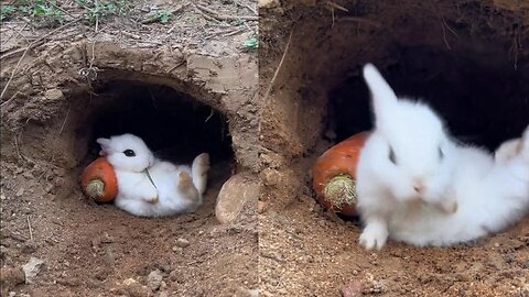 Relaxing bunny