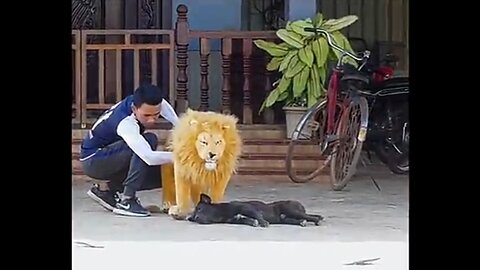 Fake lion enjoy fun Whith real dog