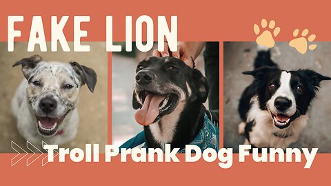 Troll Prank Dog Funny & fake Lion and Fake Tiger Prank To dog & Huge Box Prank to dog