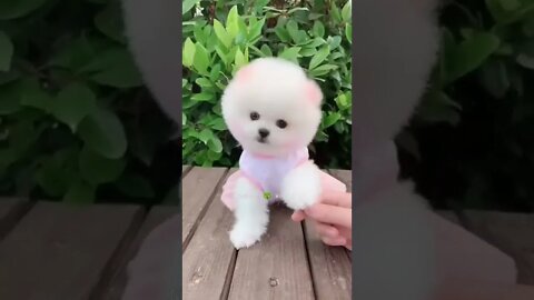 छोटा सा प्यारा सा पिल्ला😍Little Cute Puppy