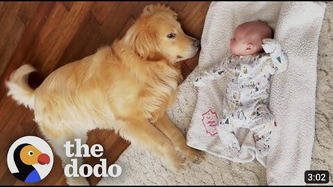 Golden Runs To His Baby Sister's Crib Every Morning | The Dodo