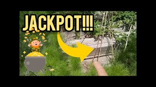 JACKPOT!!! - Ann's Tiny Life and Homestead