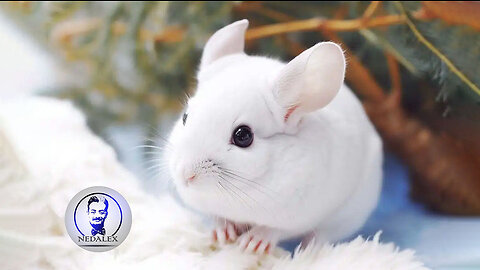 Baby Chinchillas Playing