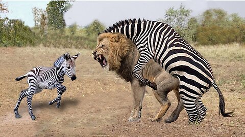 Top 5 Moment King Lion Failed Control Prey and was Knocked Down! Lion vs Zebra, Wildebeest, Gemsbok