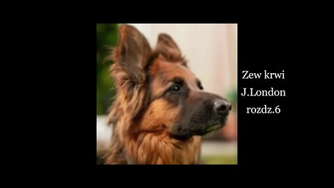 Zew krwi -Jack London rozdz.6 Z miłości do człowieka