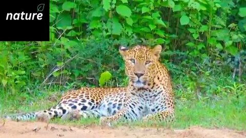 Leopared Drinking Water/Wild Life