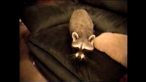 Playing With Pet Coon