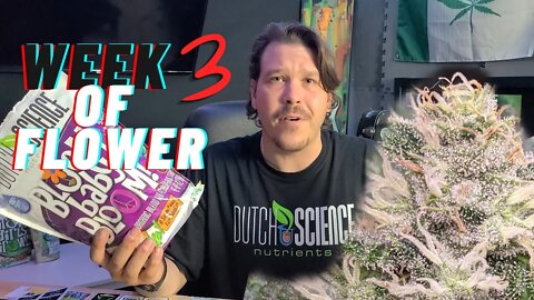 Week 3 of Flower || Bloom Nutrients + Grow Store Visit!