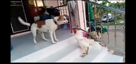 CHICKEN VERSUS DOG