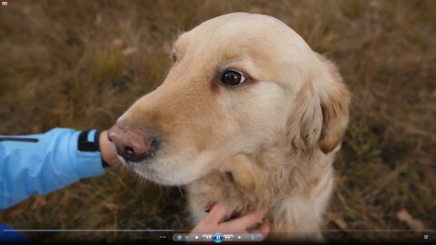 close up of female hands gently petting happy cute labrador retriever outdoors loyal dog